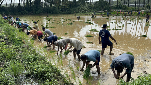 Paddy transplantation